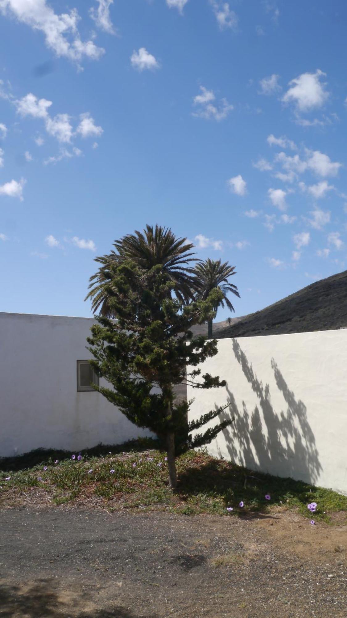 Casa Olga Villa Maguez Exterior photo